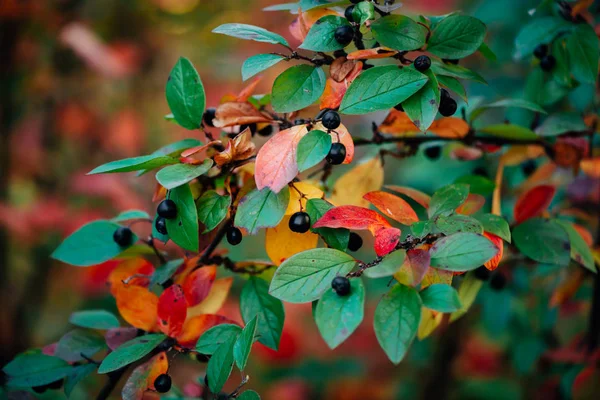 Bessen Cotoneaster Tak Herfst Bokeh Achtergrond Bearberry Struik Met Herfst — Stockfoto