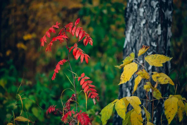 Sonbahar Ormanlarında Zengin Bitki Örtüsü Üzerinde Canlı Kırmızı Yaprakları Olan — Stok fotoğraf