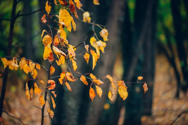 Maravilloso Fondo Otoñal Con Hojas Multicolores Tilo Follaje Otoño Escénico —  Fotos de Stock