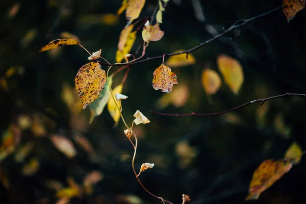 橙色的金黄色的秋天的叶子在漩涡的背景上 美丽的秋天 阳光灿烂 植物繁茂 阳光下的多彩的叶子 秋天的自然景观 自然背景 令人惊奇的旋转Bokeh — 图库照片