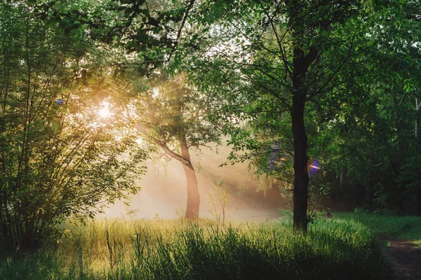 Живописный Солнечно Зеленый Пейзаж Сцена Утренней Природы Солнечном Свете Силуэты — стоковое фото