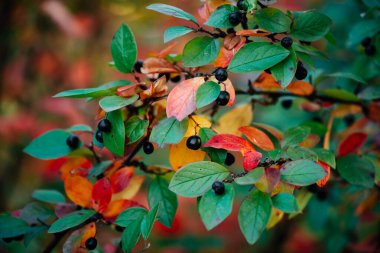 Sonbahar Bokeh arka planında, Cotoneaster dalında dut. Sonbahar yapraklı sakız çalısı. Yeşil kırmızı turuncu renkli çok renkli yapraklar. Renkli zengin bitki örtüsüyle sonbahar arkaplanı.