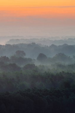 Sabahın erken saatlerinde sis altında ormanın tepesinden mistik bir manzara. Sıcak şafak öncesi gökyüzü altında taiga ağaç siluetleri katmanları arasında Sis. Görkemli doğanın sabah atmosferik minimalist manzara.