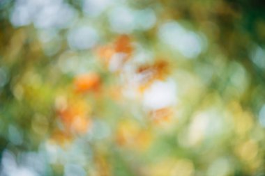 Yeşillik yapraklarının bulanık dokusu. Günbatımında odaksız sonbahar arka planı. Güneşin doğuşundaki bulanık doğal sonbahar arkaplanı. Çok renkli bokeh. Yeşil sarı turuncu sonbahar paleti güneşli ışıkta.
