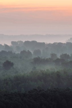 Sabahın erken saatlerinde sis altında ormanın tepesinden mistik bir manzara. Şafak öncesi gökyüzünün altında taiga ağaç siluetleri katmanları arasında ürkütücü sis. Görkemli doğanın sabah atmosferik minimalist manzara.