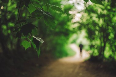 Bulanık arka planda canlı ağaç yaprakları. Bokeh 'te ormanda yürüyen bir adam. Güneş ışığında yeşillik. Güneşli bir günde yemyeşil bir yer. Doğal yeşil arkaplan manzaranın arka planında bulanık.