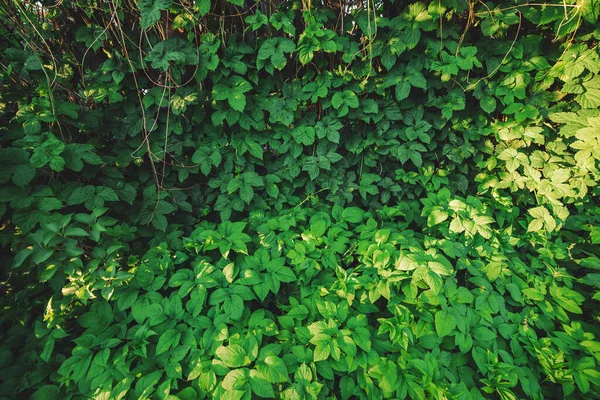 Säkring Stora Gröna Blad Våren Grön Staket Parthenocissus Henryana Naturlig — Stockfoto