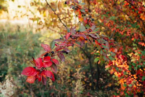 Krzew Borówkowy Jesiennymi Liśćmi Przy Zachodzie Słońca Upadek Wielobarwnych Liści — Zdjęcie stockowe