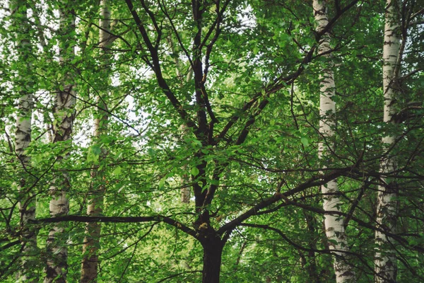 Vackra Trädgrenar Bokeh Bakgrund Rik Grönska Levande Naturlig Grön Bakgrund — Stockfoto