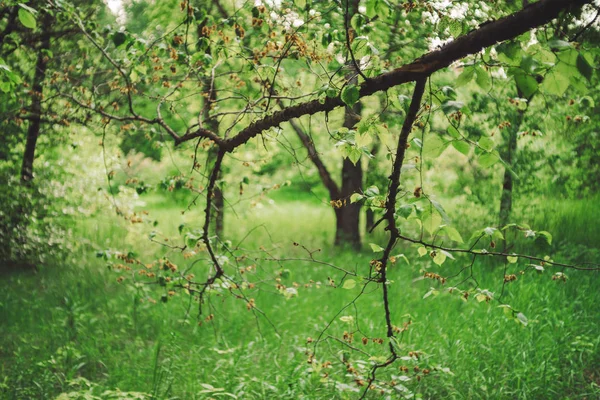 Vackra Trädgrenar Bokeh Bakgrund Rik Grönska Levande Naturlig Grön Bakgrund — Stockfoto