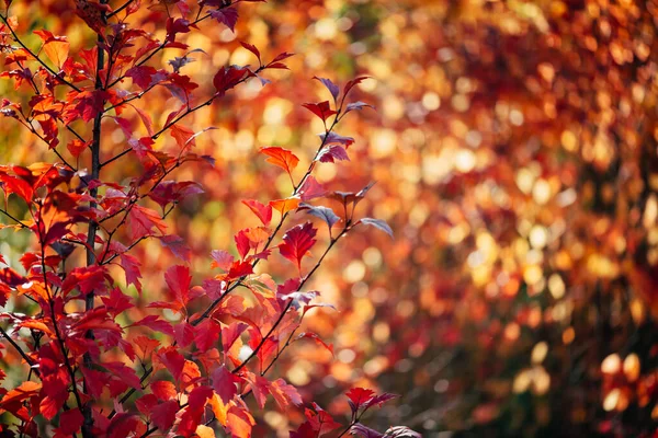 Levendige Rode Bladeren Van Meidoorn Herfst Bokeh Achtergrond Prachtige Struik — Stockfoto