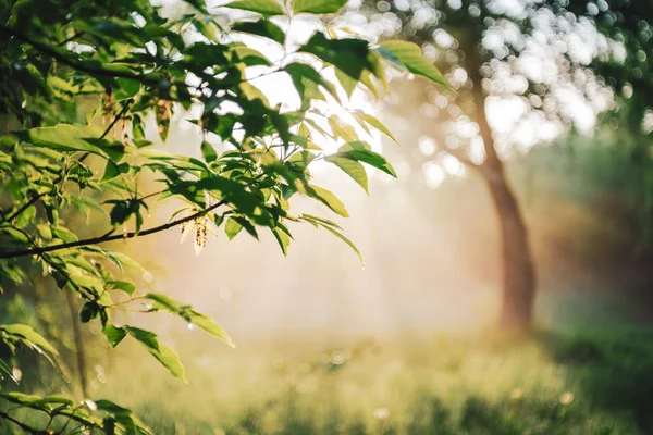 Γραφικό Ηλιόλουστο Φυσικό Πράσινο Φόντο Ηλιαχτίδα Όμορφα Φύλλα Εκπληκτικό Πρωινό — Φωτογραφία Αρχείου