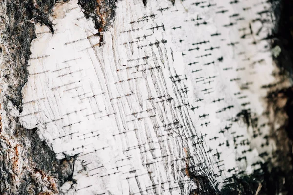 Λευκό Φόντο Της Σημύδας Φλοιό Γκρο Πλαν Αεροπλάνο Της Επιφάνειας — Φωτογραφία Αρχείου
