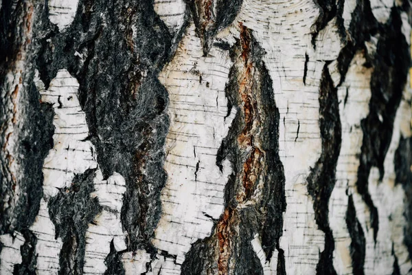白桦树树皮的白色背景特写 桦树树干表面的平面 树的纹理背景 白桦树茎的细腻自然质感 摘要背景 — 图库照片