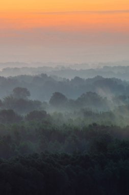 Sabahın erken saatlerinde sis altında ormanın tepesinden mistik bir manzara. Sıcak şafak öncesi gökyüzü altında taiga ağaç siluetleri katmanları arasında Sis. Görkemli doğanın sabah atmosferik minimalist manzara.