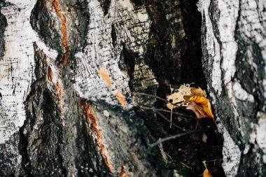 Huş ağacının kabuğunda sonbahar turuncusu sarı yapraklar. Beyaz doğa geçmişi. Huş ağacının gövdesi yüzeyi. Ağaç desenli arka plan. Ağaç gövdesinin doğal dokusunu detaylıca anlatmış. Soyut arkaplan.