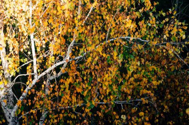 Autumn leaves of birch tree close-up. Fall natural background of yellow orange green foliage. Scenic nature backdrop of birch. Multicolor autumn leafage tree. Colorful variegated foliage in sunlight.