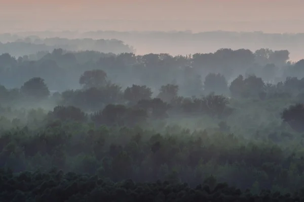 Sabahın Erken Saatlerinde Sis Altında Ormanın Tepesinden Mistik Bir Manzara — Stok fotoğraf