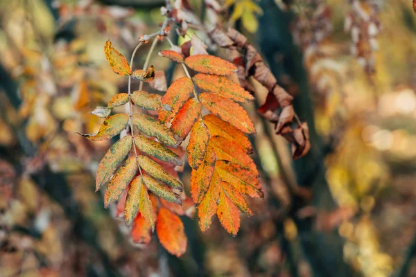 Divoký Jeřáb Větev Podzimním Lese Pozadí Bokeh Při Západu Slunce — Stock fotografie