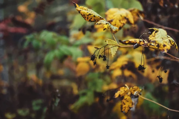 Foglie Autunno Giallo Arancio Sfondo Bokeh Scenica Caduta Ricca Flora — Foto Stock