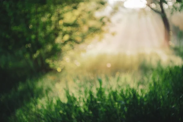 Fond Vert Naturel Abstrait Flou Herbe Verte Floue Dans Une — Photo