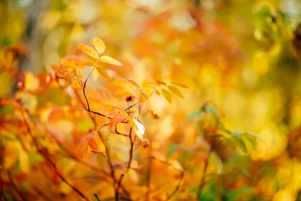 Při Západu Slunce Zvedla Větvička Scénický Podzim Bohatá Flóra Zlaté — Stock fotografie