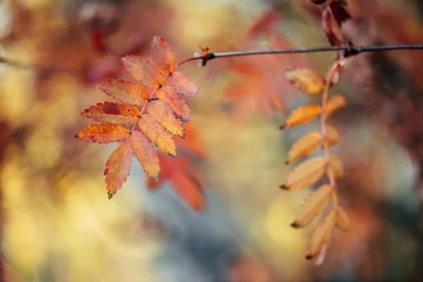 Divoké Jeřábí Větve Podzimním Lese Pozadí Bokeh Při Východu Slunce — Stock fotografie