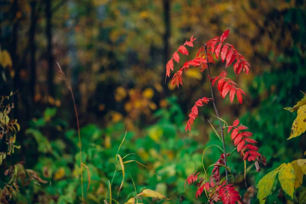 豊かな植物を背景に 秋の森の中に鮮やかな赤の葉を持つ野生のローワンの枝 — ストック写真