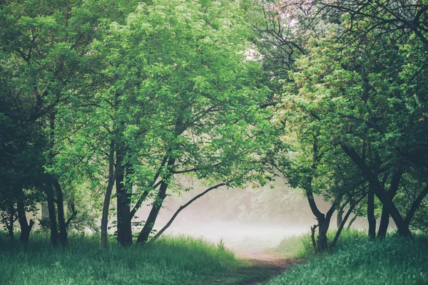 Atmosférická Mlhavá Krajina Krásným Bujným Zeleným Listím — Stock fotografie