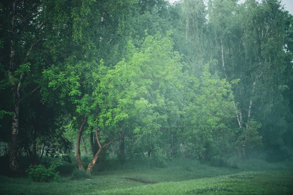 Atmosférická Mlhavá Krajina Krásným Bujným Zeleným Listím — Stock fotografie