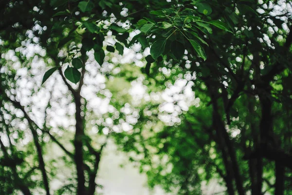 太陽の光の下で木々の鮮やかな葉のボケ 緑の背景 — ストック写真