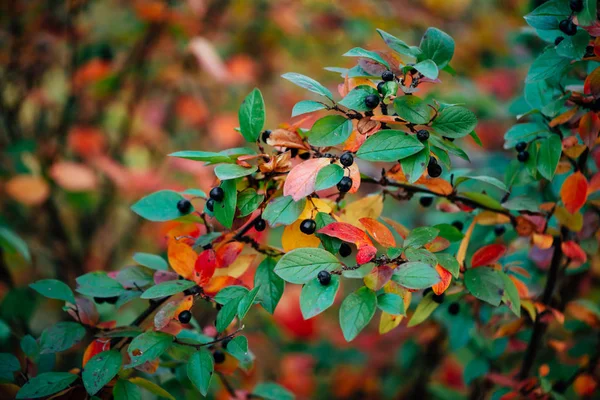 Berry Cotoneaster Větev Podzim Bokeh Pozadí Medvědího Keře Podzimními Listy — Stock fotografie