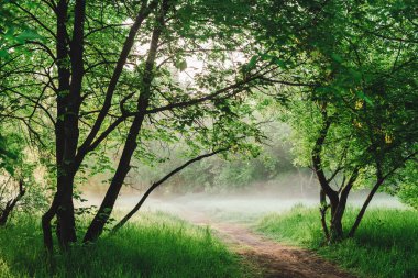 Scenic sunny green landscape with footpath under trees in park in early morning 