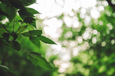 Vivid leaves of trees on bokeh background in sunlight 