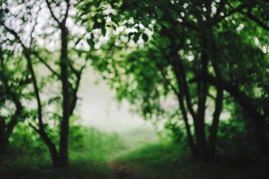 Güneş ışığındaki canlı ağaç yapraklarından bir Bokeh. Doğal yeşil arkaplan. 