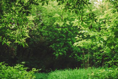Scenic natural green background in blur behind vivid thickets in sunlight. 