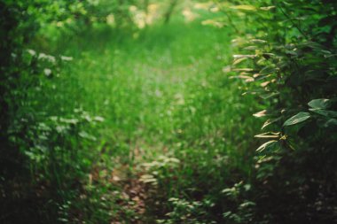 Bokeh of vivid leaves of trees in sunlight. 