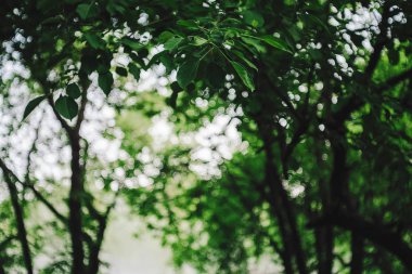 Güneş ışığındaki canlı ağaç yapraklarından bir Bokeh. Doğal yeşil arkaplan. 