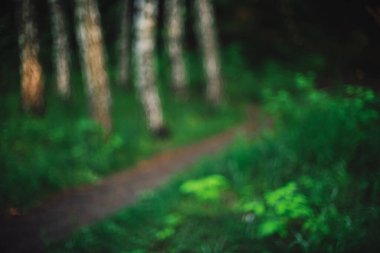 Karanlık ormandaki birkaç paralel huş ağacı ile bulanık bir arkaplan. Huş ağacının gövdesinden zengin bitkiler arasında bulanıklaşır. Ağaç gövdelerinden odaklanmış doğal arkaplan.