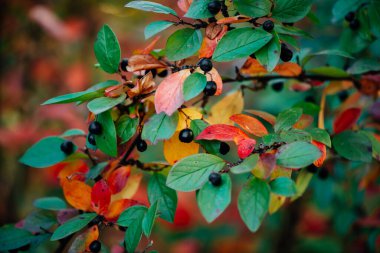 Böğürtlen, sonbahar Bokeh arka planında Cotoneaster dalında.