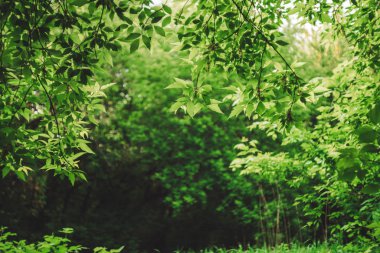 Scenic natural green background in blur behind vivid thickets in sunlight. 