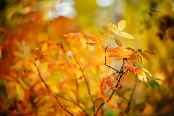 Barevné Briar Listy Při Východu Slunce Mnohobarevné Rostliny Bokeh Příroda — Stock fotografie
