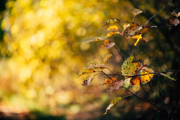 Orange autumn leaves on yellow swirling bokeh background in sunset.