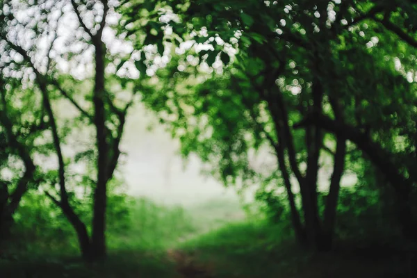 Bokeh Levande Blad Träd Solljus Naturlig Grön Bakgrund — Stockfoto