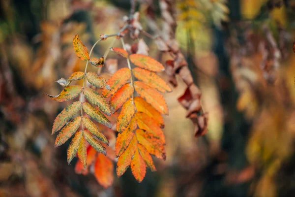 Дикая Ветвь Рябины Осеннем Лесу Боке Заднем Плане Закате — стоковое фото