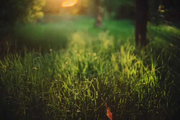 Fond Vert Naturel Pittoresque Herbe Verte Floue Dans Journée Ensoleillée — Photo