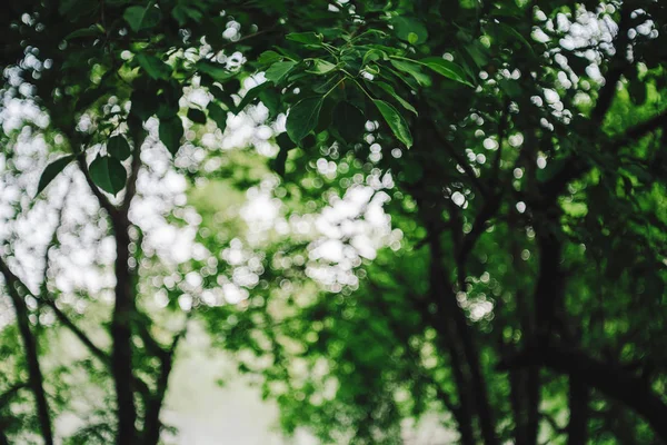 Bokeh Żywych Liści Drzew Świetle Słonecznym Naturalne Zielone Tło — Zdjęcie stockowe