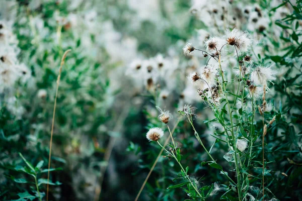 Fioritura Cardo Sfondo Verde Bokeh — Foto Stock