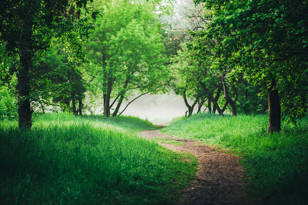 Footpath under trees in park in early morning in mist