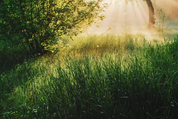 Scène Ensoleillée Fond Naturel Avec Herbe Verte Journée Ensoleillée — Photo